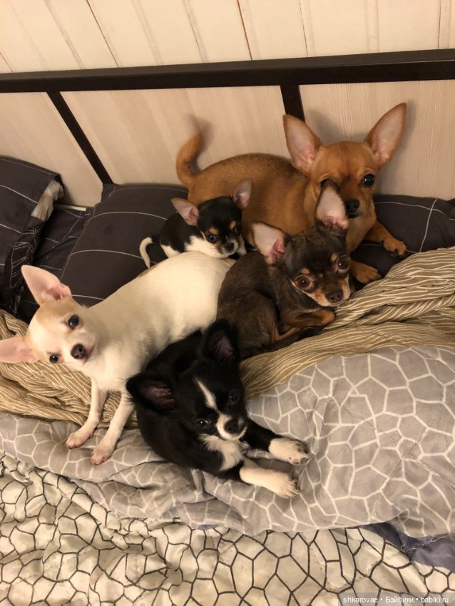 Моя чихосемья — В мире животных: смешные фото питомцев и зверей