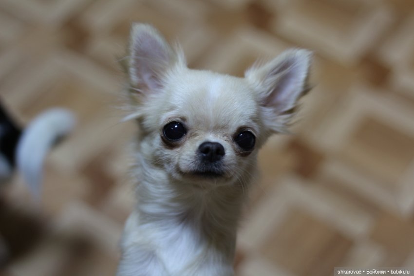 Моя чихосемья — В мире животных: смешные фото питомцев и зверей