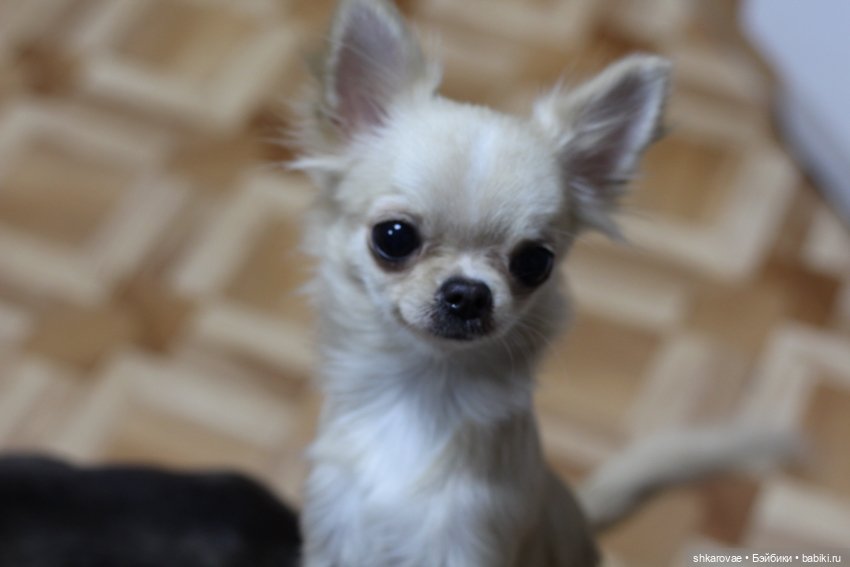 Моя чихосемья — В мире животных: смешные фото питомцев и зверей