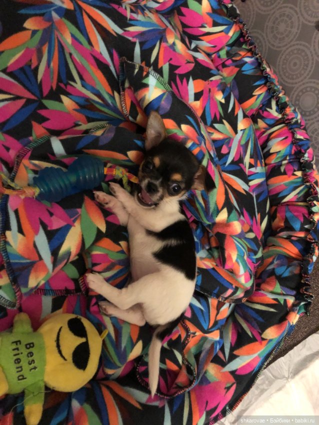 Моя чихосемья — В мире животных: смешные фото питомцев и зверей