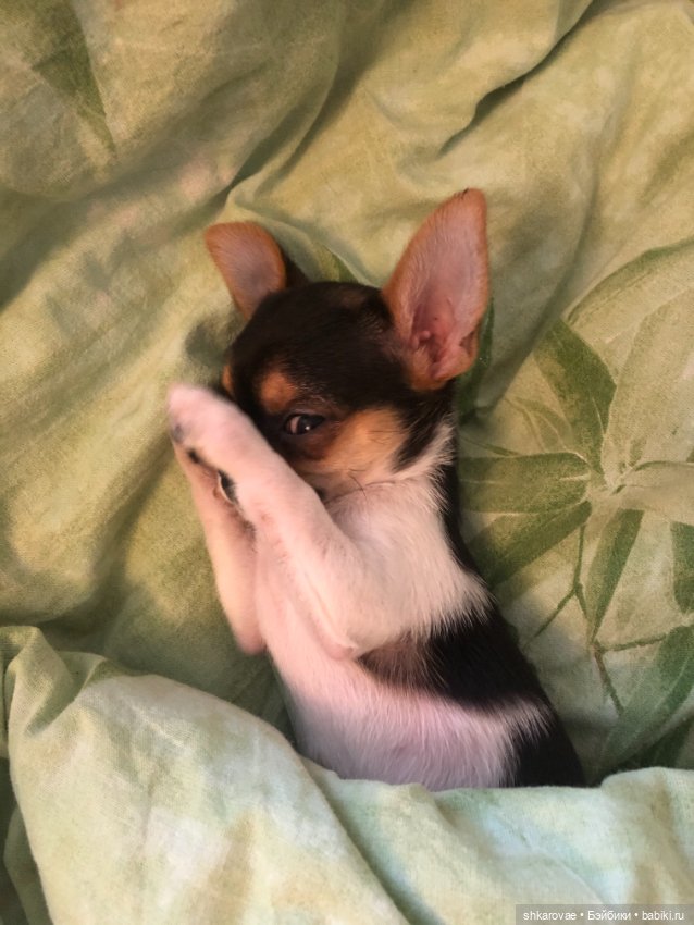 Моя чихосемья — В мире животных: смешные фото питомцев и зверей