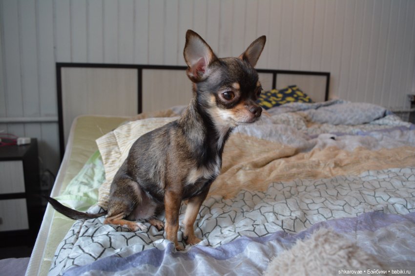 Моя чихосемья — В мире животных: смешные фото питомцев и зверей (фото 6)