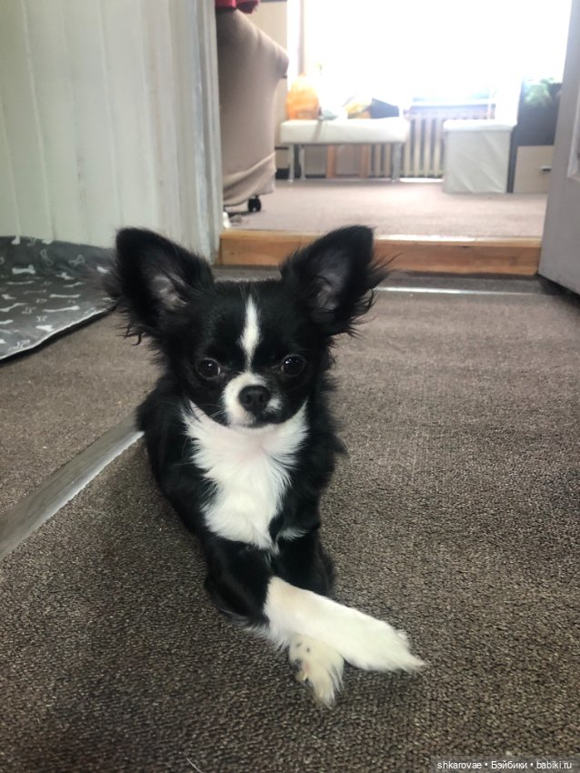 Моя чихосемья — В мире животных: смешные фото питомцев и зверей