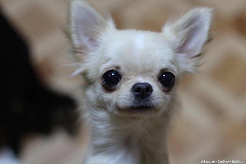 Моя чихосемья — В мире животных: смешные фото питомцев и зверей