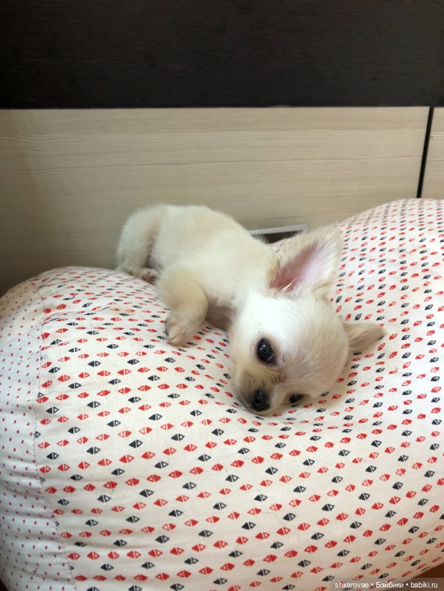 Моя чихосемья — В мире животных: смешные фото питомцев и зверей