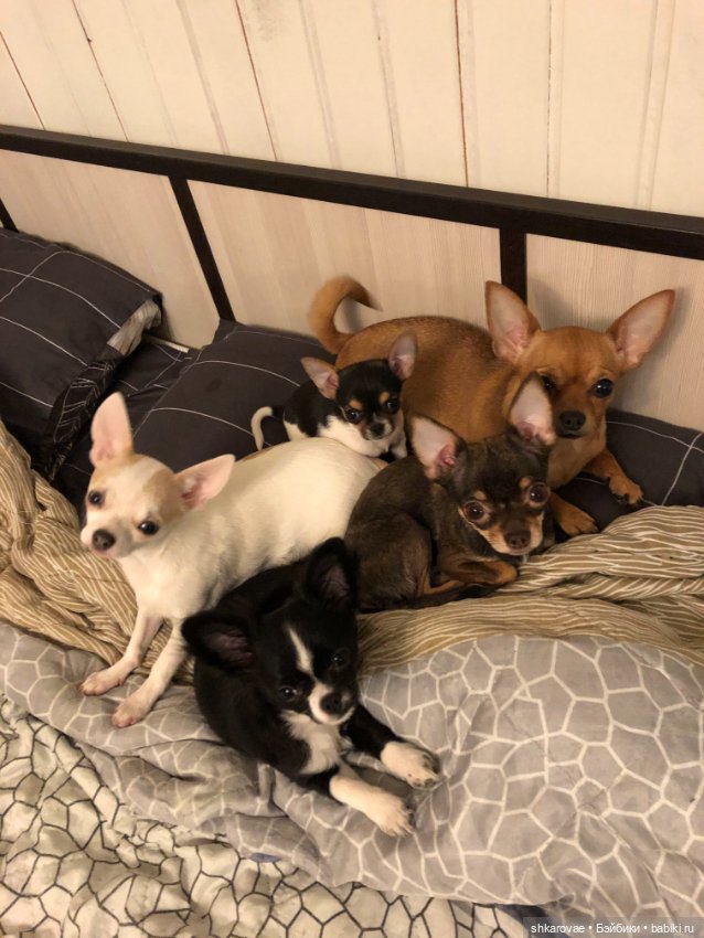 Моя чихосемья — В мире животных: смешные фото питомцев и зверей