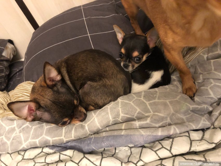 Моя чихосемья — В мире животных: смешные фото питомцев и зверей