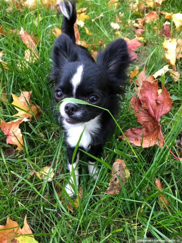 Моя чихосемья — В мире животных: смешные фото питомцев и зверей