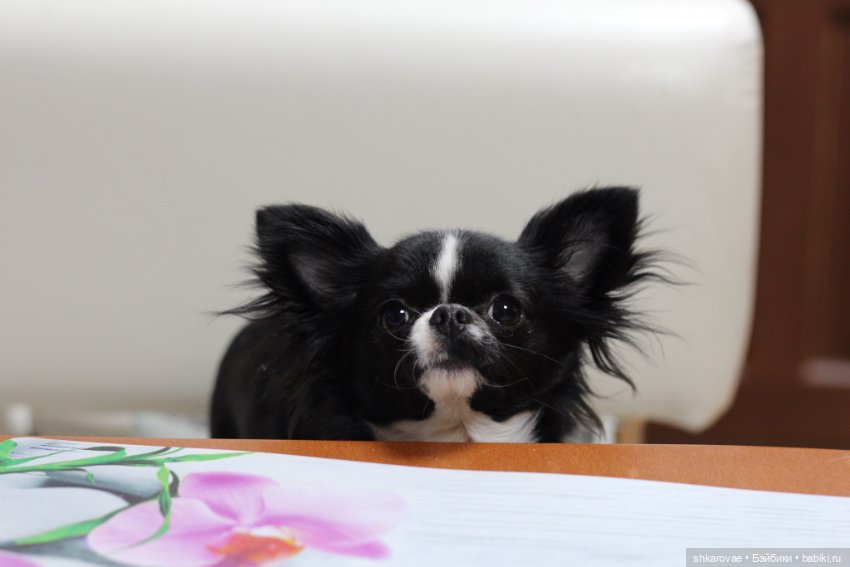 Моя чихосемья — В мире животных: смешные фото питомцев и зверей