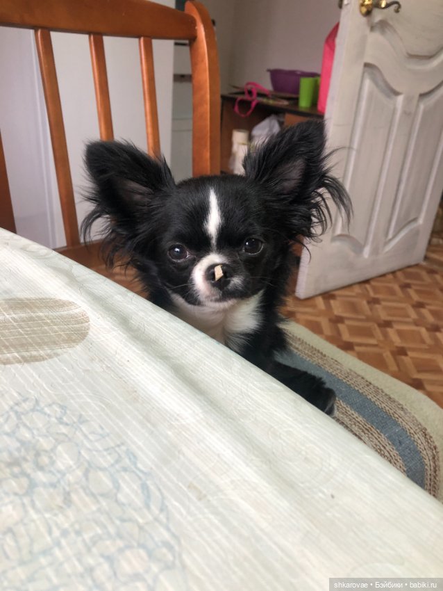 Моя чихосемья — В мире животных: смешные фото питомцев и зверей (фото 2)