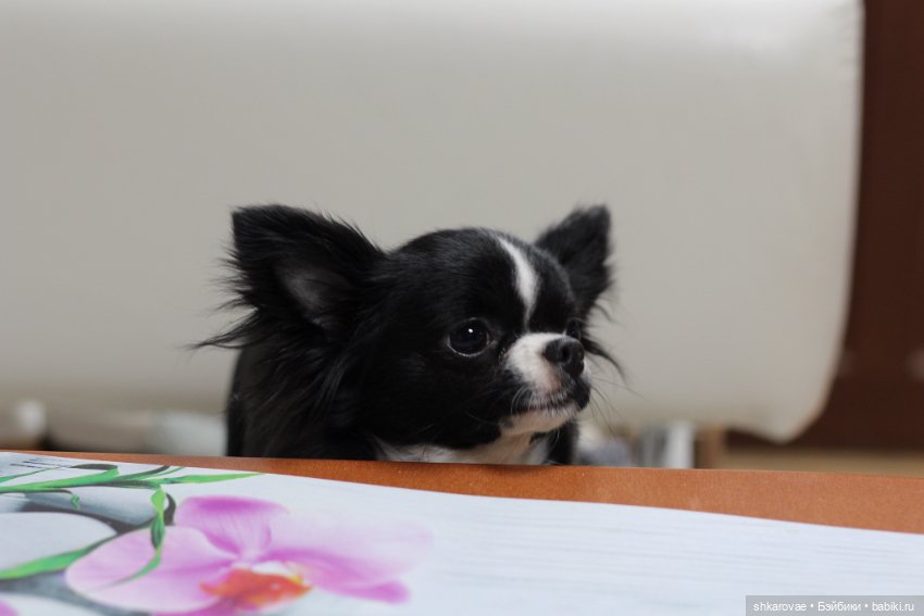 Моя чихосемья — В мире животных: смешные фото питомцев и зверей (фото 10)