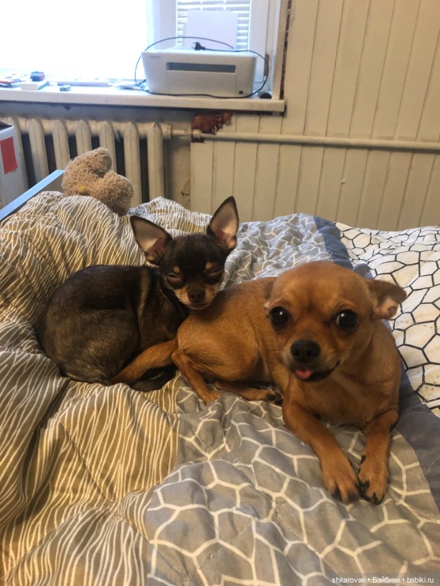 Моя чихосемья — В мире животных: смешные фото питомцев и зверей (фото 4)