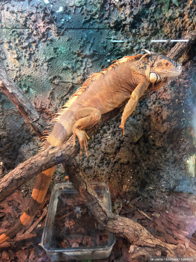 Не могу не поделиться — В мире животных: смешные фото питомцев и зверей