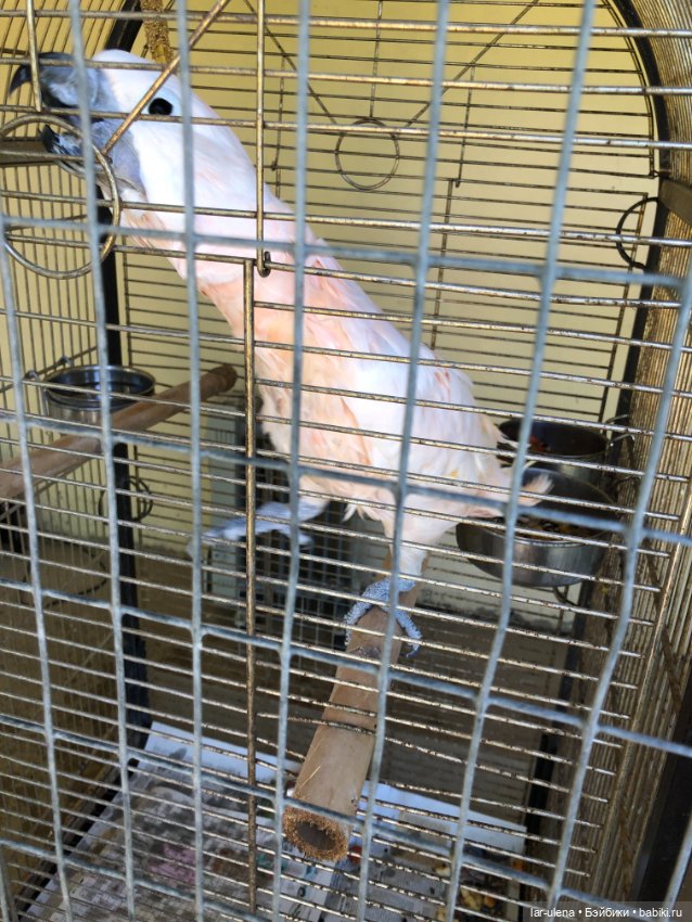 Не могу не поделиться — В мире животных: смешные фото питомцев и зверей