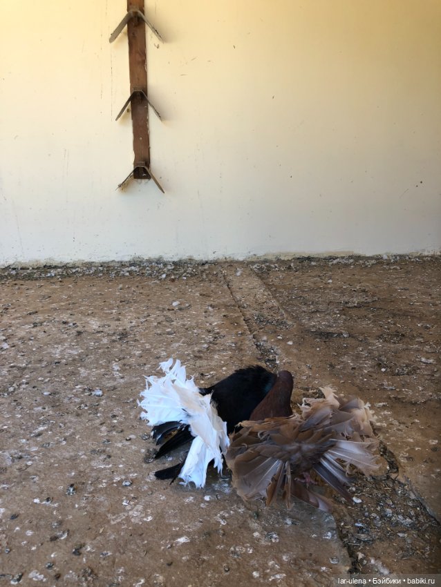 Не могу не поделиться — В мире животных: смешные фото питомцев и зверей