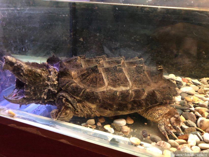 Не могу не поделиться — В мире животных: смешные фото питомцев и зверей