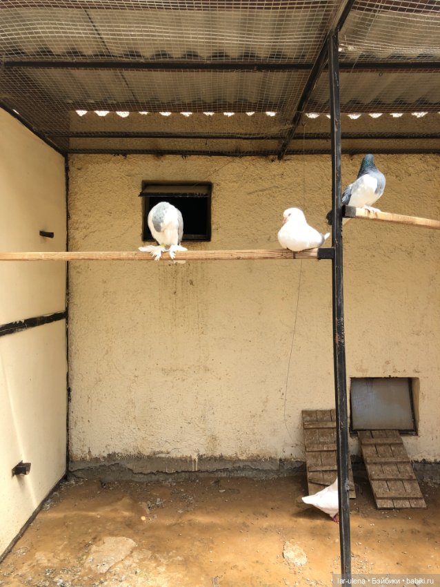 Не могу не поделиться — В мире животных: смешные фото питомцев и зверей