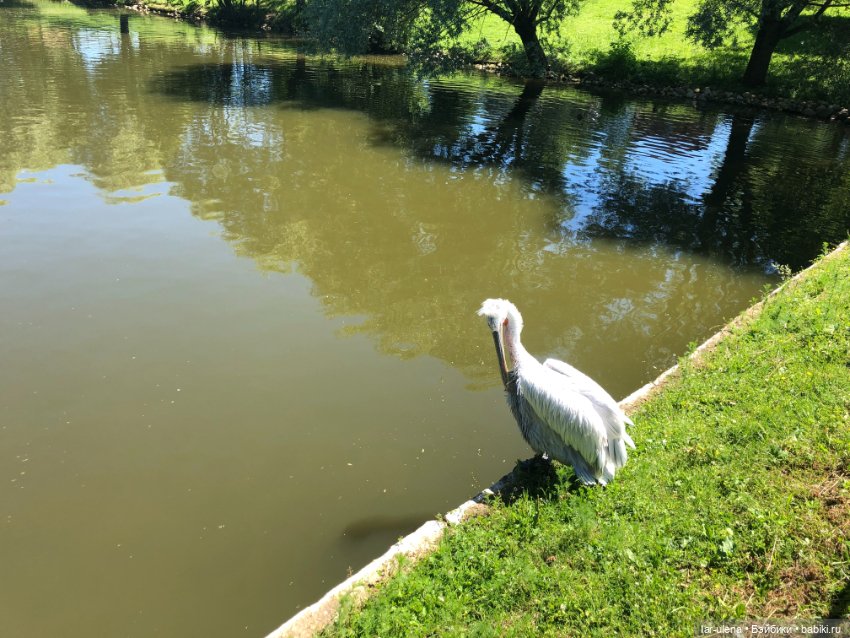 Не могу не поделиться — В мире животных: смешные фото питомцев и зверей (фото 3)