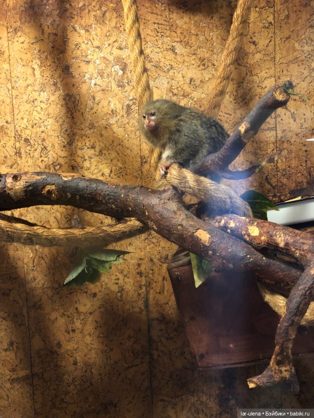 Не могу не поделиться — В мире животных: смешные фото питомцев и зверей