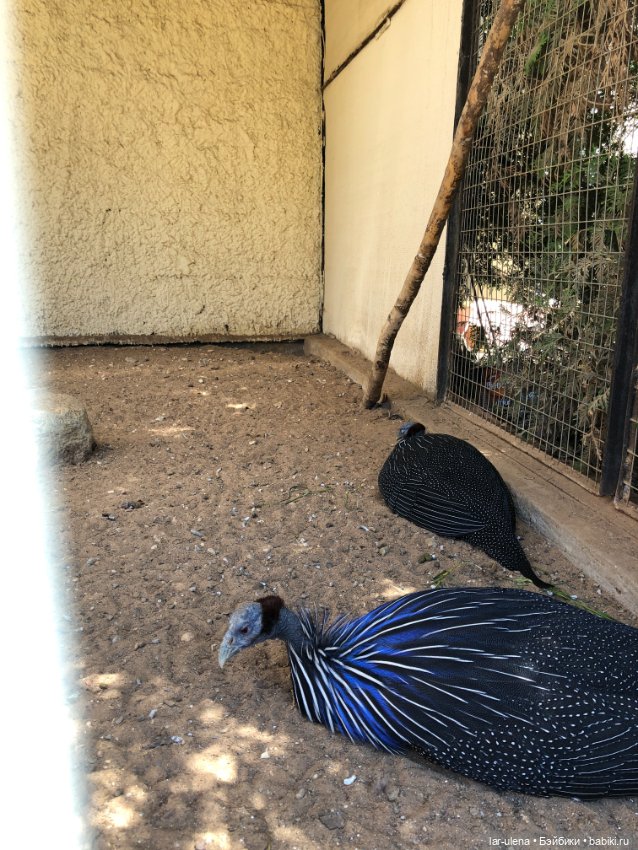 Не могу не поделиться — В мире животных: смешные фото питомцев и зверей