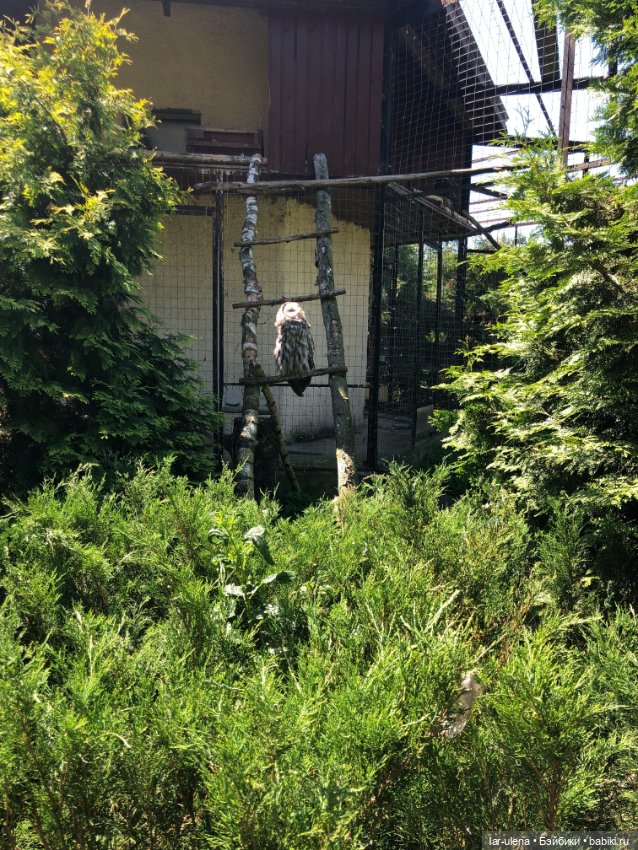 Не могу не поделиться — В мире животных: смешные фото питомцев и зверей