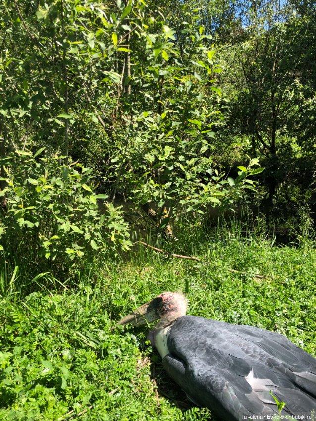 Не могу не поделиться — В мире животных: смешные фото питомцев и зверей (фото 10)