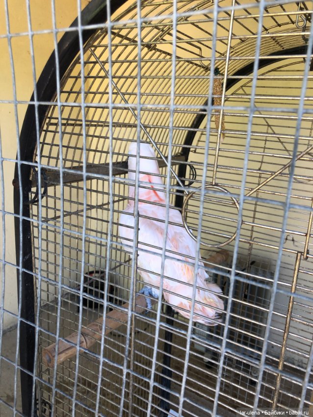 Не могу не поделиться — В мире животных: смешные фото питомцев и зверей