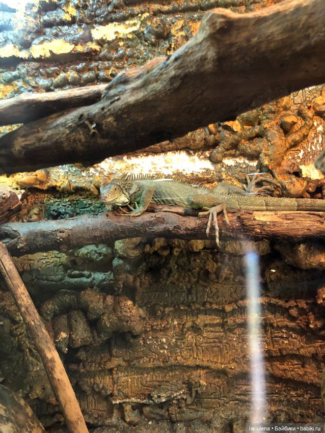 Не могу не поделиться — В мире животных: смешные фото питомцев и зверей