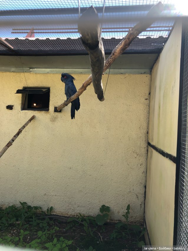 Не могу не поделиться — В мире животных: смешные фото питомцев и зверей