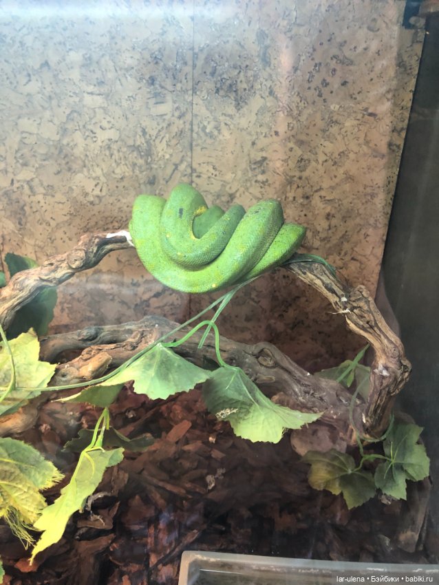 Не могу не поделиться — В мире животных: смешные фото питомцев и зверей