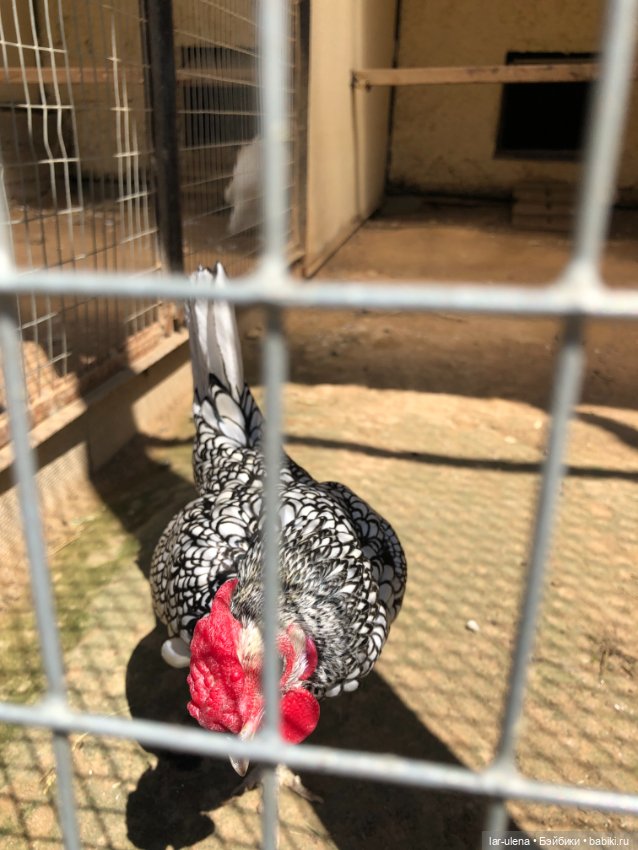 Не могу не поделиться — В мире животных: смешные фото питомцев и зверей