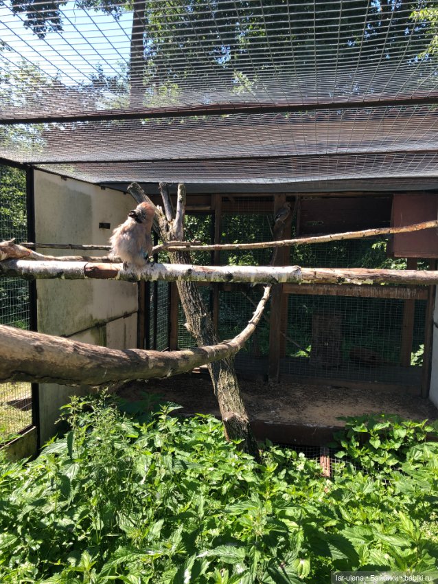 Не могу не поделиться — В мире животных: смешные фото питомцев и зверей (фото 7)