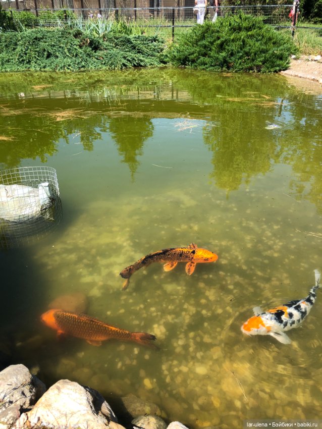 Не могу не поделиться — В мире животных: смешные фото питомцев и зверей