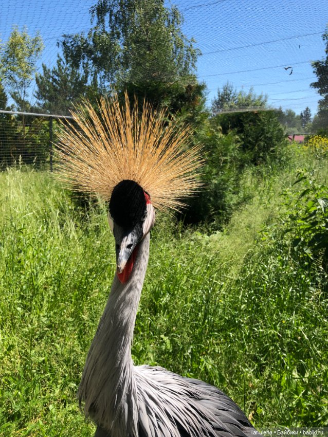 Не могу не поделиться — В мире животных: смешные фото питомцев и зверей