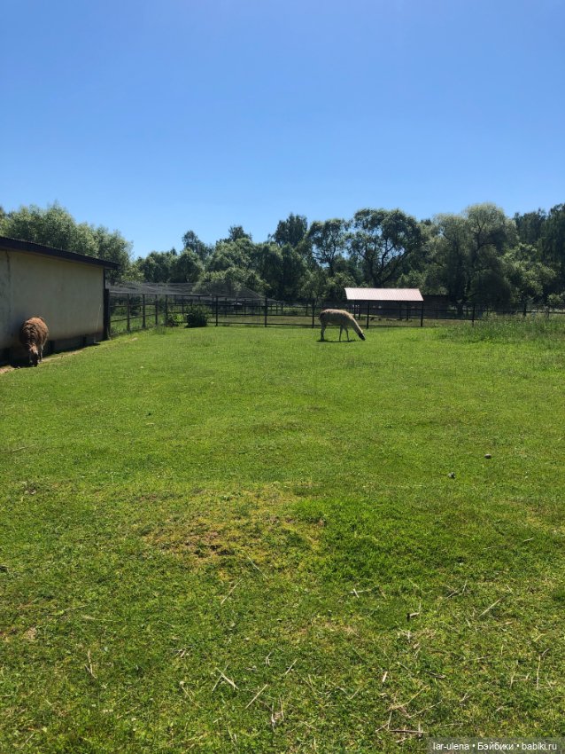 Не могу не поделиться — В мире животных: смешные фото питомцев и зверей (фото 5)