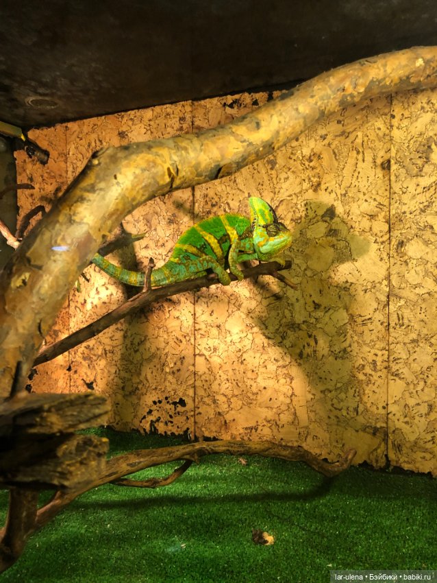 Не могу не поделиться — В мире животных: смешные фото питомцев и зверей