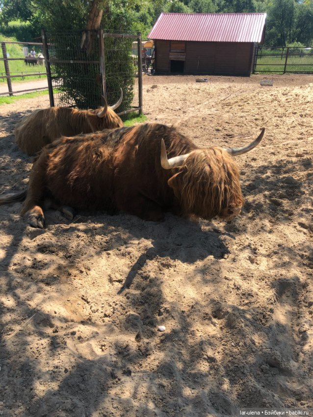 Не могу не поделиться — В мире животных: смешные фото питомцев и зверей (фото 4)