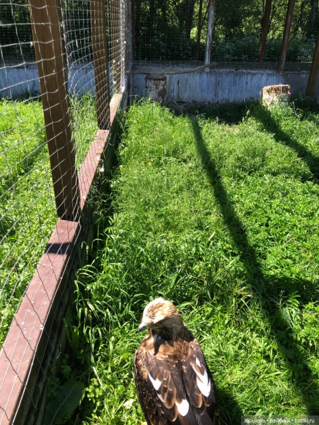 Не могу не поделиться — В мире животных: смешные фото питомцев и зверей (фото 8)