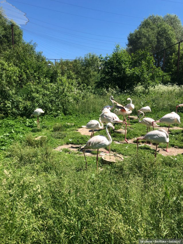 Не могу не поделиться — В мире животных: смешные фото питомцев и зверей (фото 6)