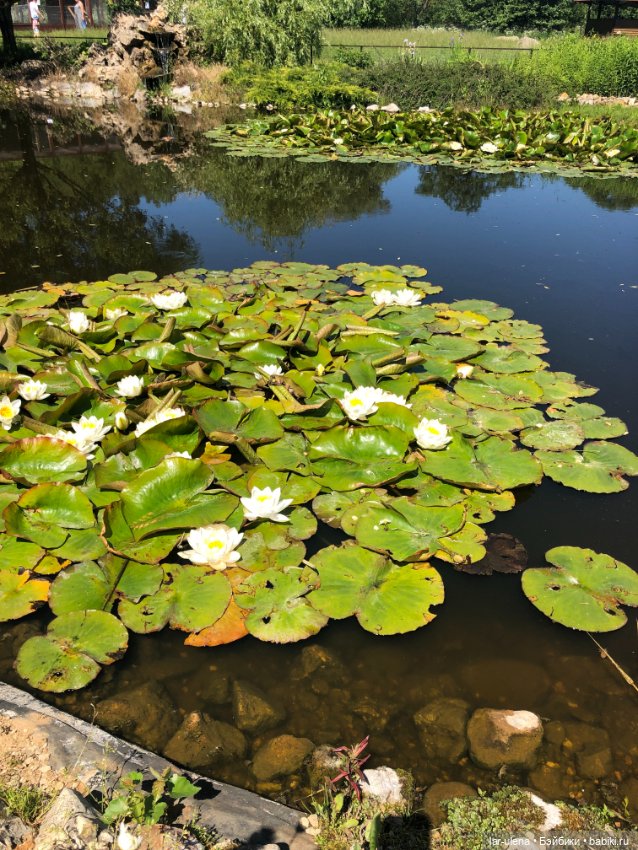 Не могу не поделиться — В мире животных: смешные фото питомцев и зверей