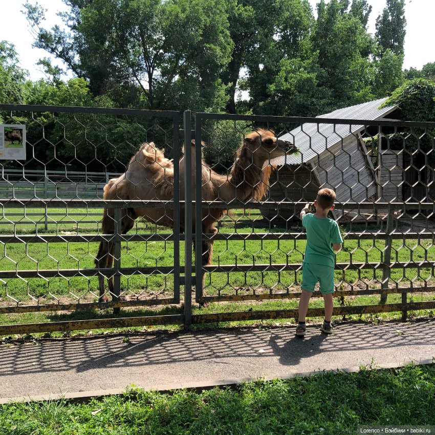 Прогулка в Ростовском зоопарке