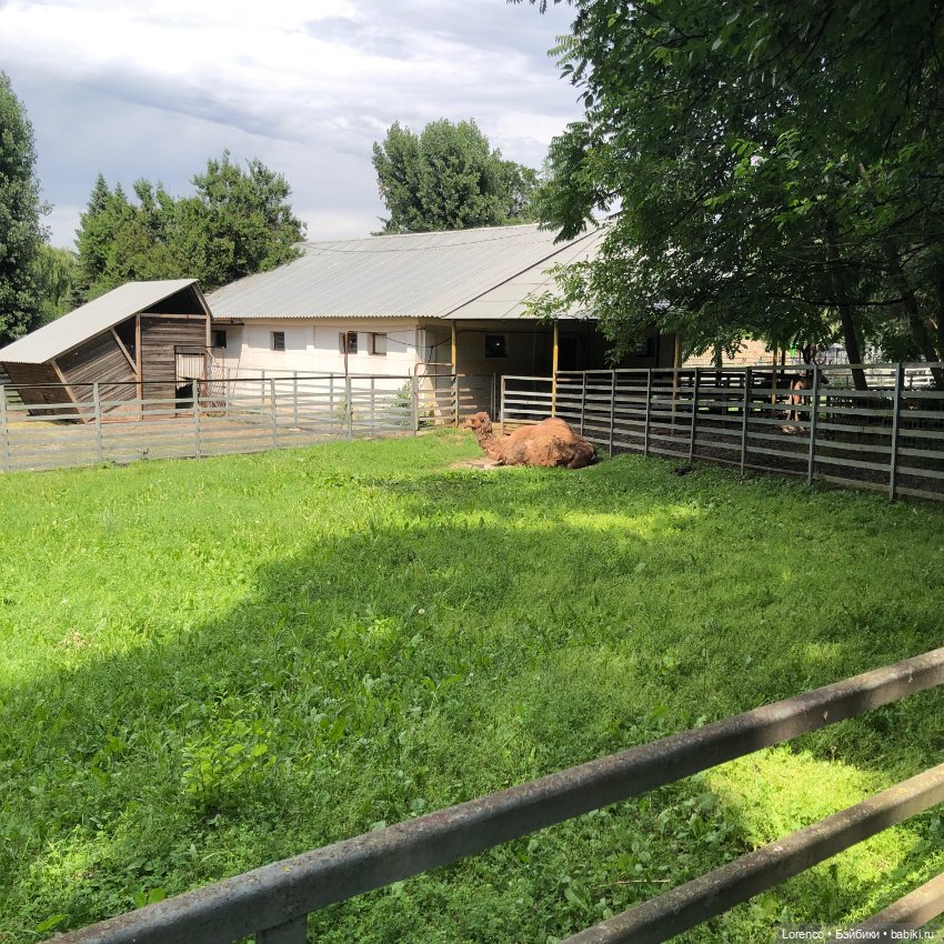 Прогулка в Ростовском зоопарке