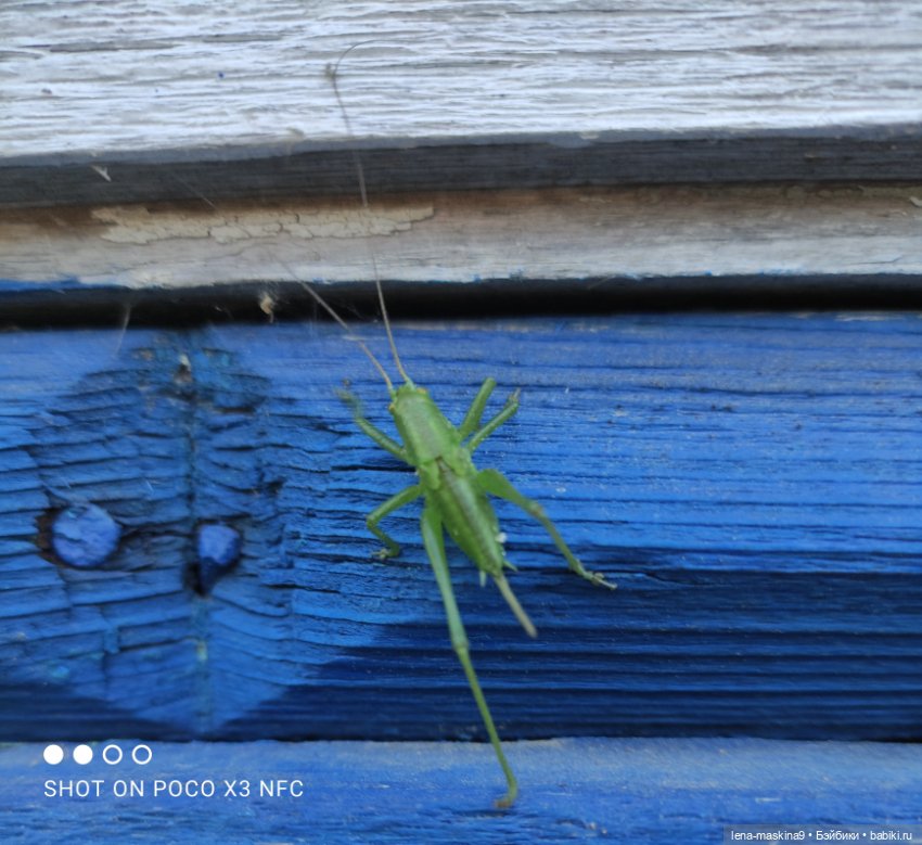 Мой милый друг детства, мой музыкант-кузнечик