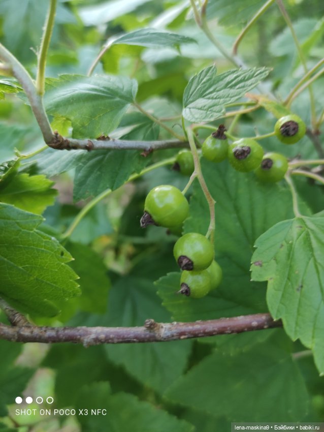 Мой милый друг детства, мой музыкант-кузнечик