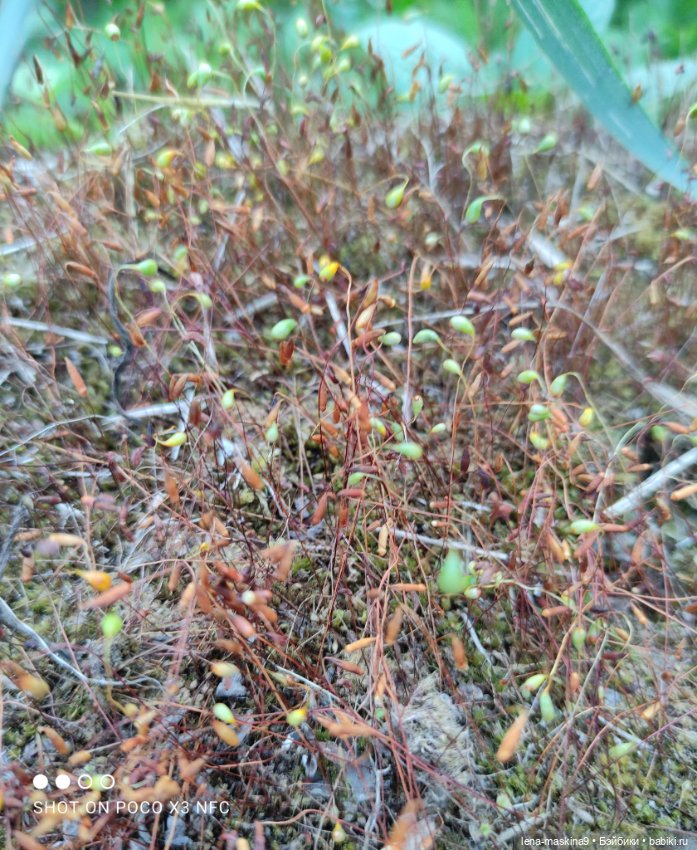 Мой милый друг детства, мой музыкант-кузнечик (фото 8)