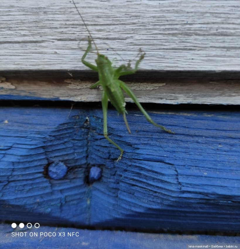 Мой милый друг детства, мой музыкант-кузнечик