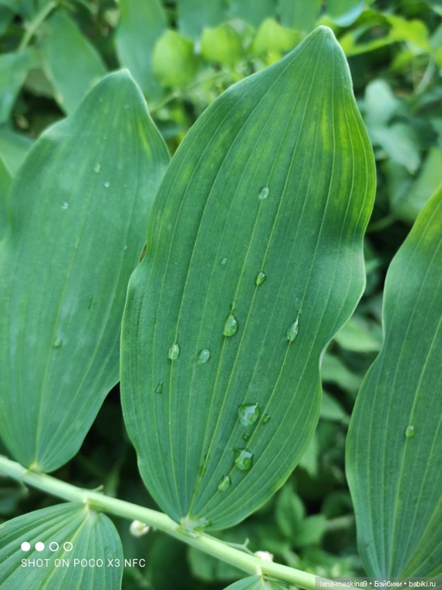 Мой милый друг детства, мой музыкант-кузнечик
