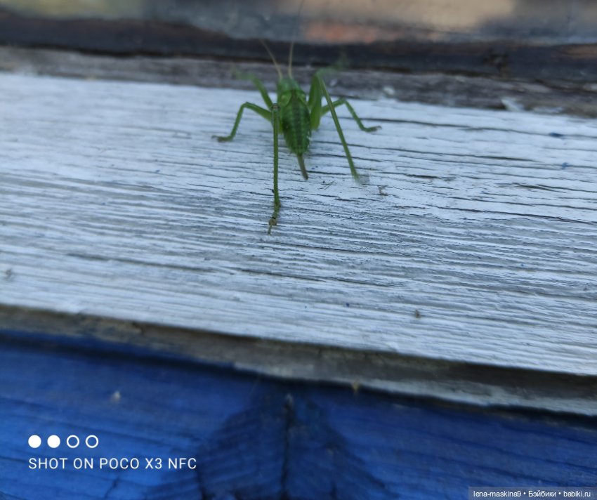 Мой милый друг детства, мой музыкант-кузнечик