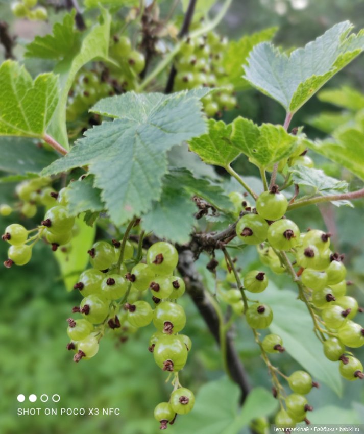 Мой милый друг детства, мой музыкант-кузнечик (фото 3)