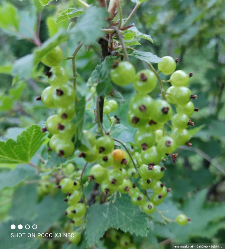 Мой милый друг детства, мой музыкант-кузнечик (фото 4)